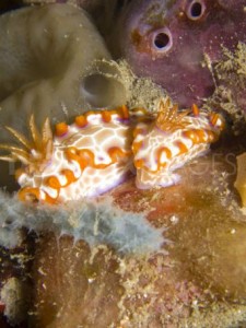 Nudibranch (Sea Slug)